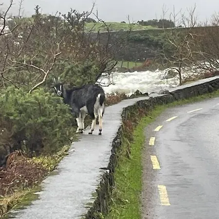 Gap Of Dunloe Shepherd's * Killarney