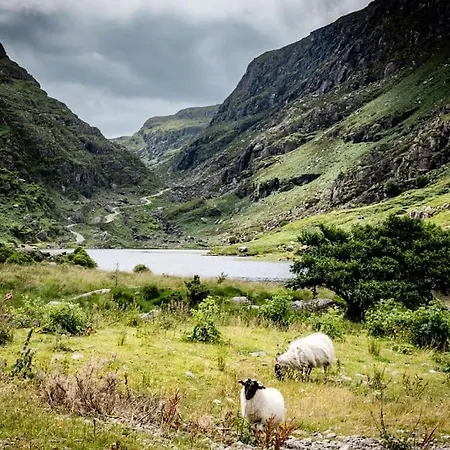 Gap Of Dunloe Shepherd's *