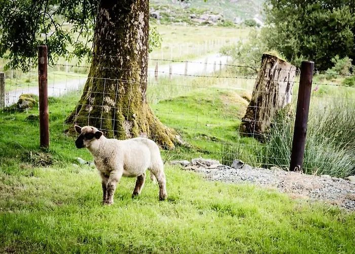 Gap Of Dunloe Shepherd's