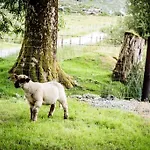 Gap Of Dunloe Shepherd's
